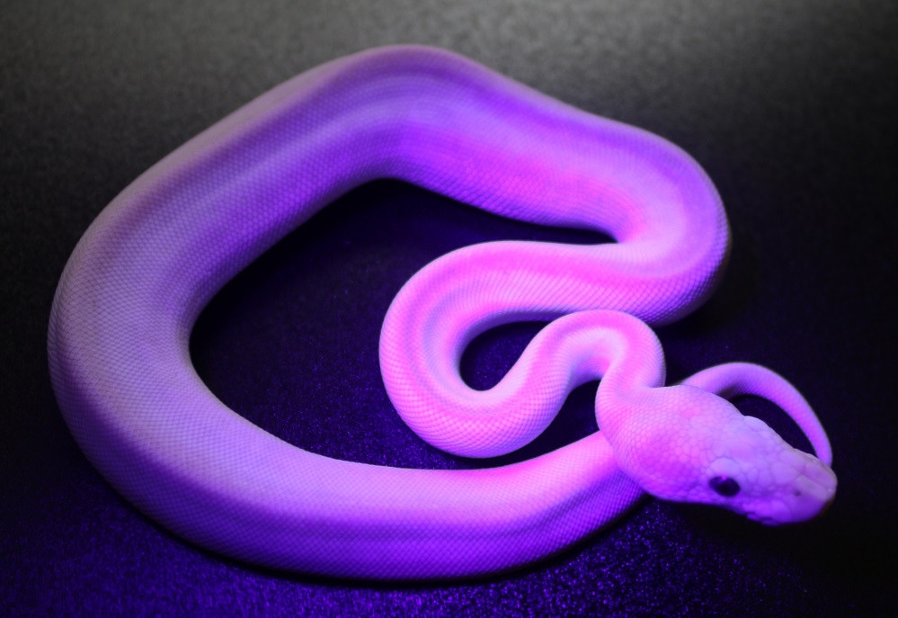  Tuổi Tỵ: Dự đoán ngày mới cho 12 con giáp vui mừng khi thấy hôm nay bạn sẽ được quý nhân phù trợ nên mọi sự thông đồng bén giọt. Sau giờ làm nên tích cực đi xem mắt, bạn sẽ có khả năng gặp được những mối nhân duyên tuyệt vời.