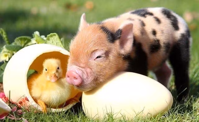  Tuổi Hợi: Dự đoán ngày mới cho 12 con giáp chúc mừng vì bạn sẽ khá thuận lợi trong kinh doanh, tình cảm vì được quý nhân phù trợ. Mọi chuyện hung đều hóa cát nhanh chóng nên cứ bình tĩnh tiến lên. *Thông tin chỉ mang tính tham khảo, chiêm nghiệm