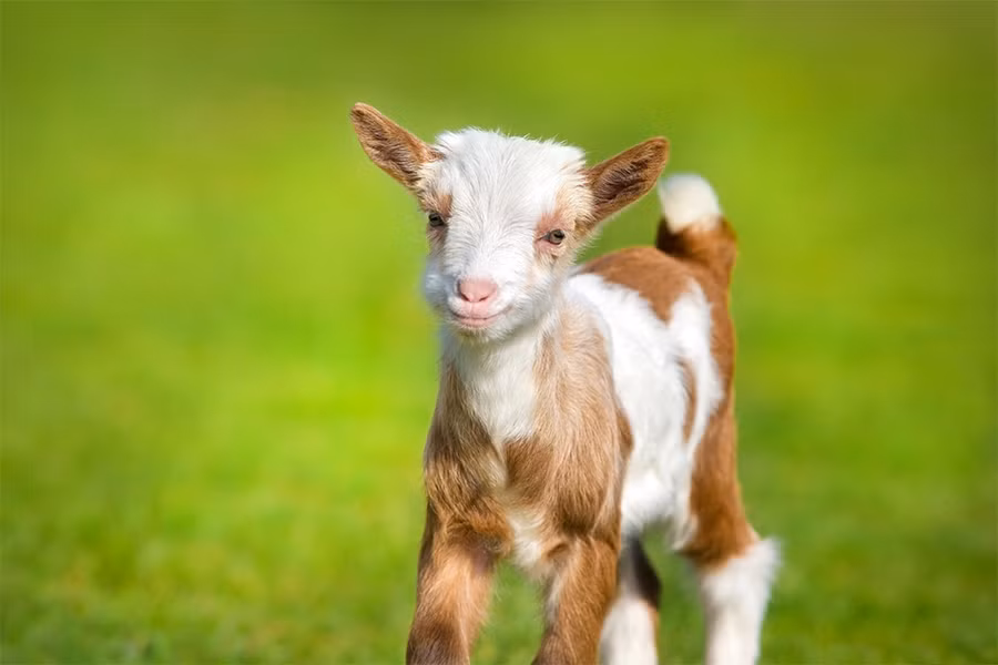  Tuổi Mùi: Chúc mừng bạn, 24 giờ tới, thần may mắn sẽ luôn ở bên. Tài vận dư dả, sự nghiệp thăng tiến cùng nguồn thu nhập dồi dào là viễn cảnh tương lai viên mãn. Thứ duy nhất khiến họ phàn nàn là chuyện tình cảm tẻ nhạt, chưa đi đến hồi kết.