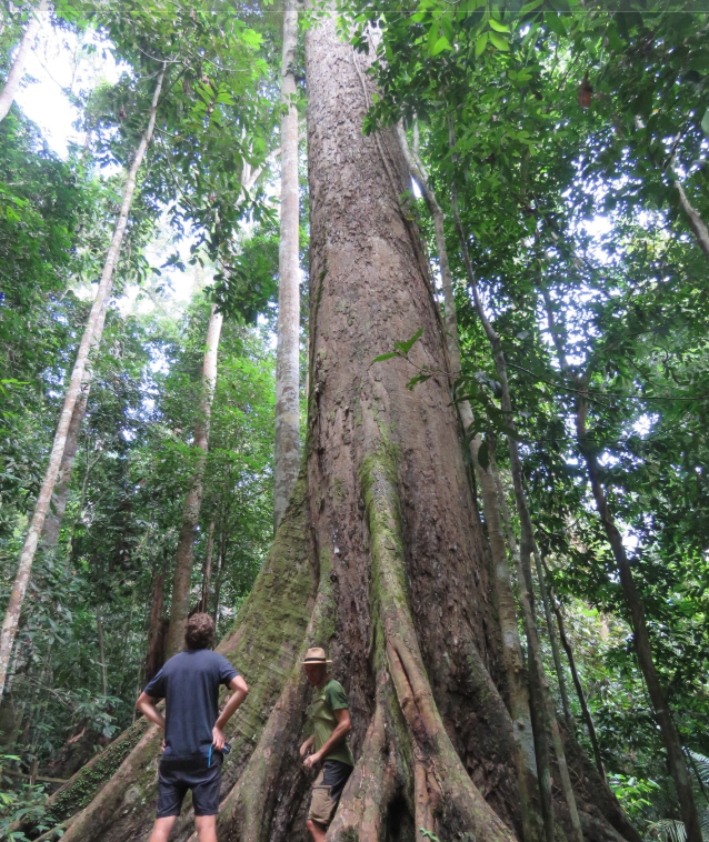 Thật đáng buồn là, mặc dù cây Menara nổi tiếng, nhưng nó vẫn bị đe dọa nghiêm trọng do nạn khai thác gỗ tràn lan, đe dọa phạm vi môi trường sống hạn chế của loài cây này. Ảnh: @jungledragon.