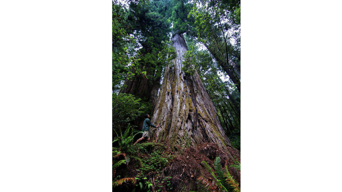 Hoạt động khai thác gỗ đã từng phổ biến ở khu vực cây Hyperion đang sinh sống, nhưng cây này đã thoát khỏi nguy cơ, khi Chính phủ Mỹ mua lại khu đất này vào những năm 1970. Ảnh: @San Francisco Chronicle.