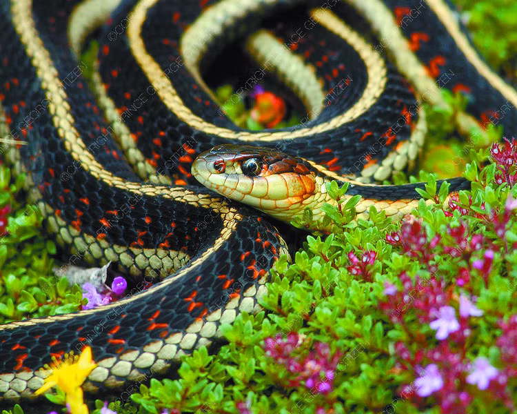  Tuổi Tỵ: Đừng dành thời gian cho kẻ không xứng đáng, đầu tư vào trang phục quần áo, thay đổi 100% là lời khuyên của dự đoán ngày mới cho 12 con giáp. Chú ý sức khỏe, công việc và kinh tế chỉ vừa tầm nên chi tiêu cần hạn chế. 