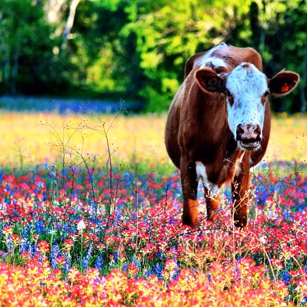 Du doan ngay moi 13/6/2020 cho 12 con giap-Hinh-2