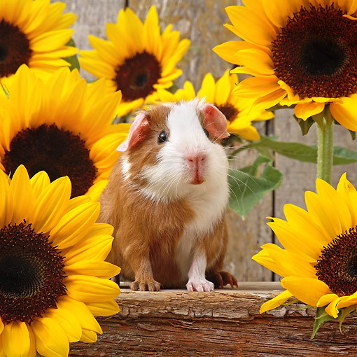 Du doan ngay moi 13/6/2020 cho 12 con giap