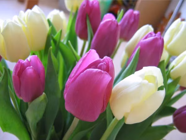 Theo dự đoán ngày mới 10/05/ 2018 cho 12 con giáp được đăng tải trên trang SMXS (Trung Quốc), công việc của người tuổi Tý đi xuống, nên hoàn thành sớm những công việc còn dở dang. Tài vận: tình hình tài chính đi xuống, ngày không thích hợp cho việc cầu tài. Tình cảm: xảy ra nhiều phiền phức trong tình cảm. Ảnh: baidu.com.