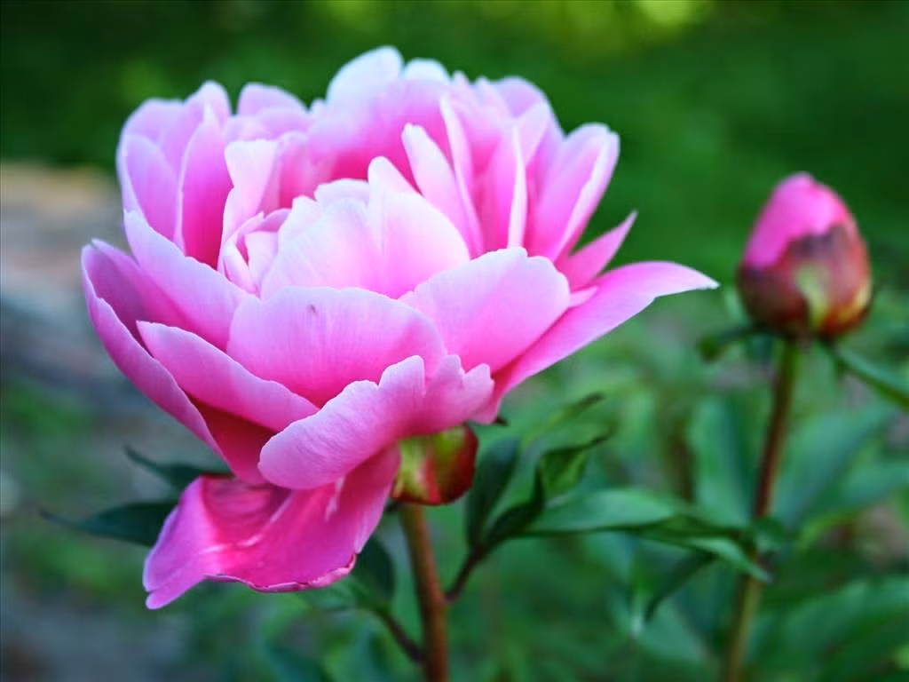 Tuổi Tỵ: Công việc: gặp nhiều chuyện phiền phức trong công việc. Tài vận: tình hình tài chính bình thường, có tin tức tốt về việc đầu tư. Tình cảm: nên cẩn trọng trong lời ăn tiếng nói, tránh làm tổn thương nửa kia. Ảnh: hoatuoidepdanang.blogpost.com.