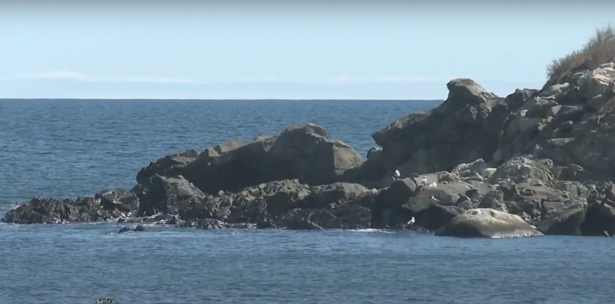 Mặc dù, bạn trai Jeffrey Buchanan tuyên bố đã "mất trí nhớ" và không nhớ hành động của mình, nhưng cảnh quay giám sát cho thấy, Buchanan đã đánh Pattelena đến chết một cách dã man, bằng một tảng đá lớn. Ảnh: @CBS Boston.