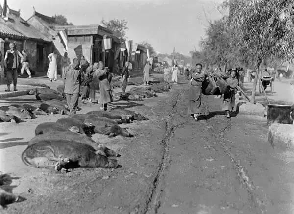 Quang cảnh tại Chu Thị Khẩu ở Bắc Kinh. Nơi đây là chợ giao dịch mua bán lợn sống. Trong ảnh là hai người đang khiêng một chú lợn rất to, dưới đất là những chú lợn đang bị trói chặt. Ảnh: sina.com.cn. 