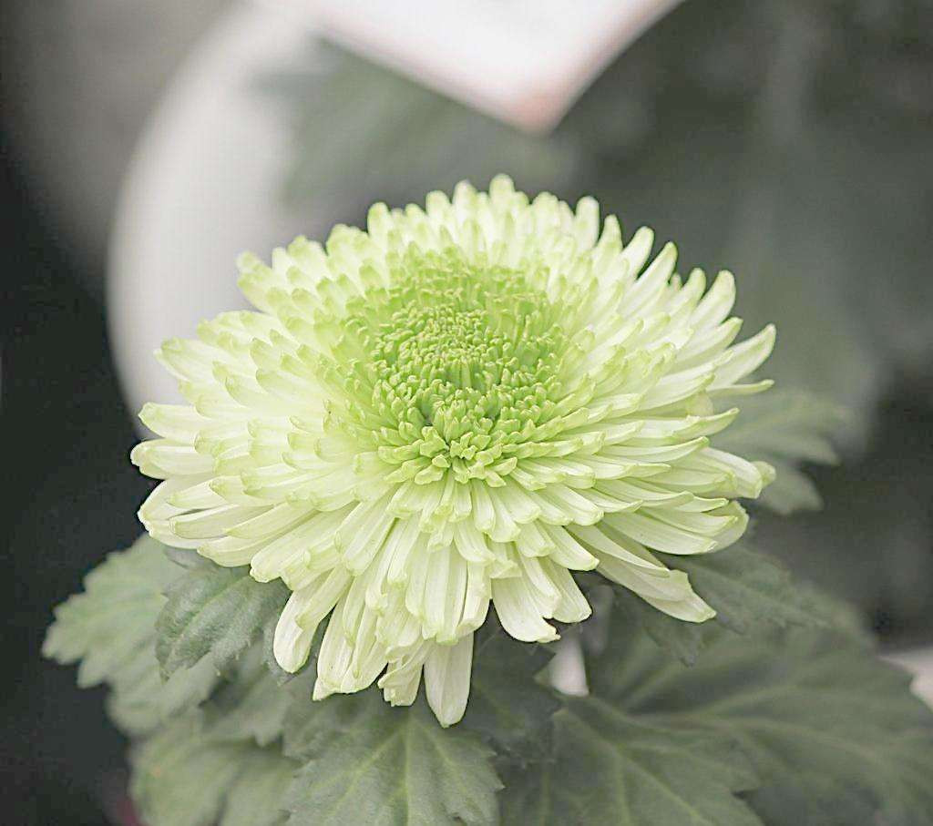 Chính vì thế, người sinh vào tháng 7, tháng 9 âm lịch được rất nhiều người yêu quý do có vận quý nhân vượng phát. Khi gặp khó khăn thường nhận được giúp đỡ và luôn có được những cơ hội mà người khác hiếm có được nên sớm thành công trong công việc, thu nhập, tình cảm và cuộc sống. (Bài viết chỉ mang tính tham khảo, cung cấp nội dung trắc nghiệm vui cho bạn đọc).