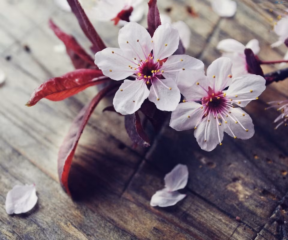 Với khả năng nhạy bén, người tuổi Tý cho dù không có một việc làm ổn định cũng không bao giờ thiếu tiền tiêu, tài khoản tích lũy của họ luôn khiến người khác phải ngưỡng mộ chính vì vậy người tuổi Tý có thể thảnh thơi tận hưởng cuộc sống “vô tư vô lo”. Ảnh: baidu.com.