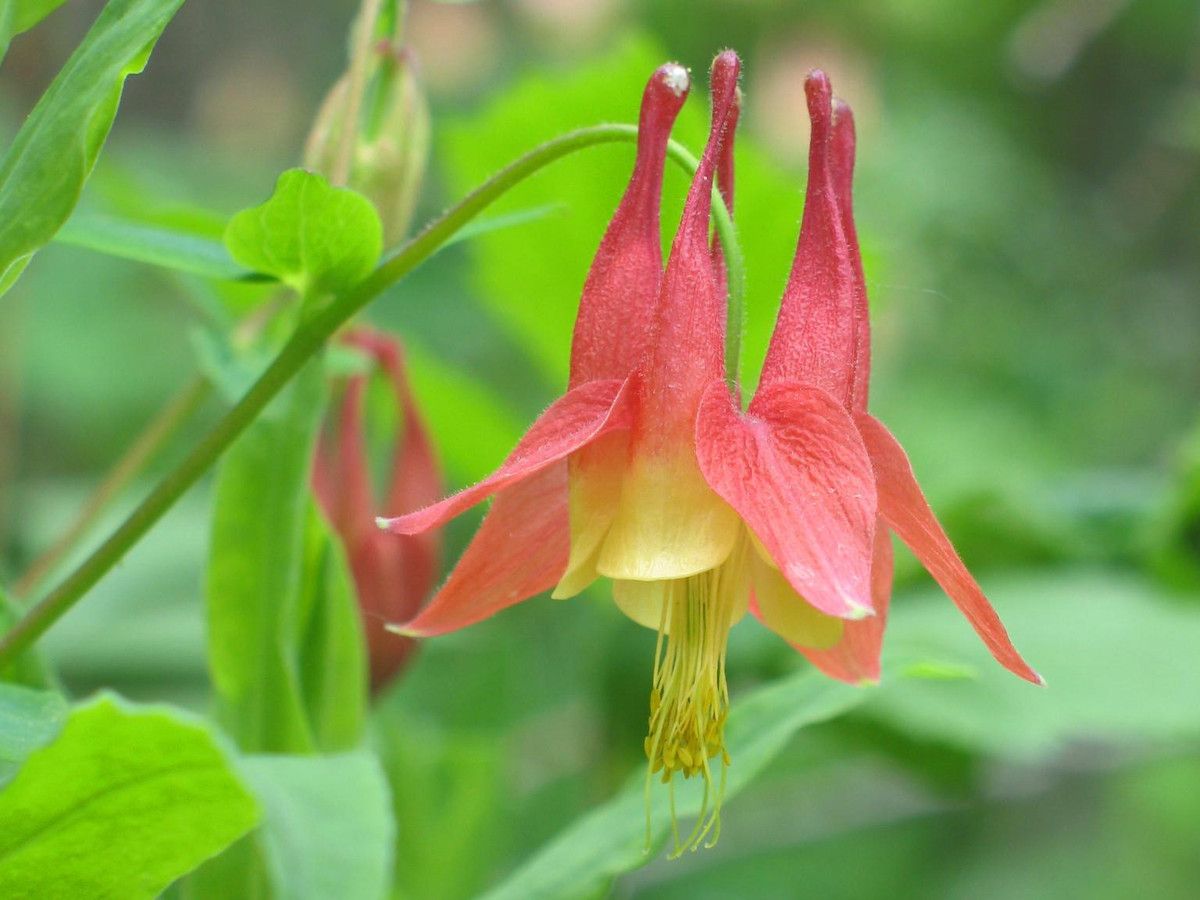 Một ưu điểm nổi bật của người tuổi Tý đó là cho dù không xuất thân từ một gia đình giàu có, có thế lực nhưng con giáp này luôn dũng cảm, tiến lên giành lấy những cơ hội tốt cho mình, vì thế vận thế luôn có sự chuyển biến khả quan. Ảnh: baidu.com.