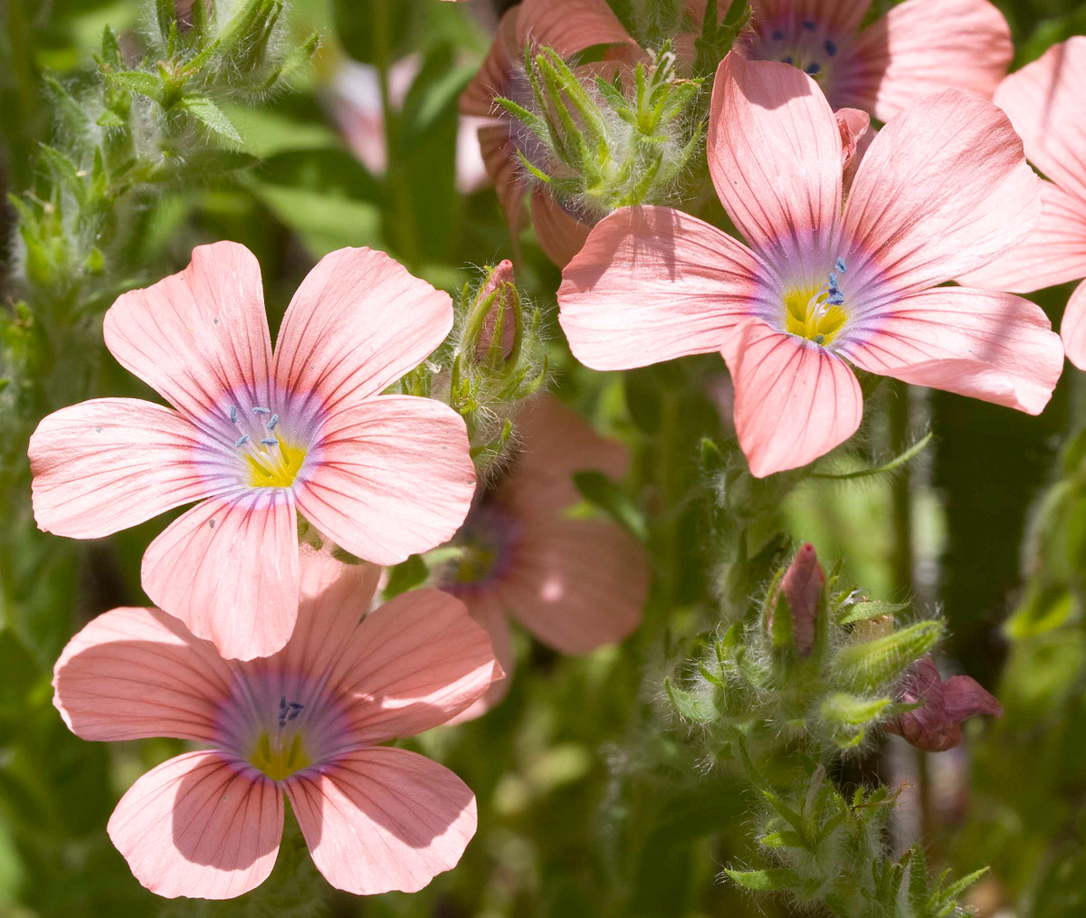 Tuổi Mùi: Người tuổi Mùi rất giỏi trong việc quản lý tài chính, hơn nữa tính cách lại chắc chắn, ổn định vả rất tỉ mỉ, cẩn thận. Người tuổi Mùi khi tiếp xúc với người khác luôn tạo cảm giác tin tưởng và biết cách truyền sự vui tươi tới đối phương do đó thường được nhiều người yêu mến. Ảnh: baidu.com.