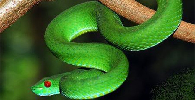 Đỗ “Phong Sinh Thủy Khởi” nên thu nhập của con giáp này tăng lên gấp đôi, gấp ba. Cho dù có có đầu tư, kinh doanh vào bất cứ lĩnh vực gì đều đem lại những khoản lãi khổng lồ. Người tuổi Tỵ đã có thể ứng dụng tận hưởng cuộc sống giàu sang. 