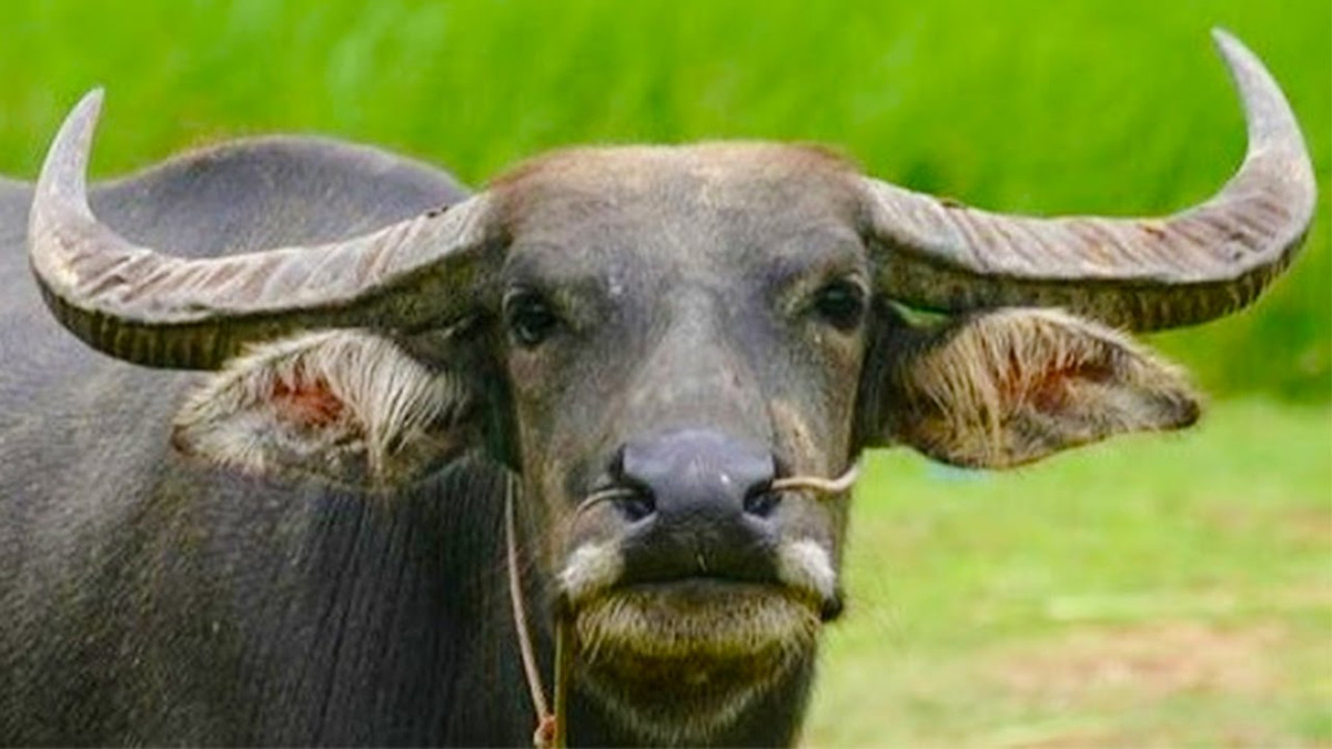 Tuổi Sửu: Vận thế của người tuổi Sửu trong năm 2018 không có gì nổi bật nhưng bước vào năm 2019 đã có sự đảo chiều mạnh mẽ.