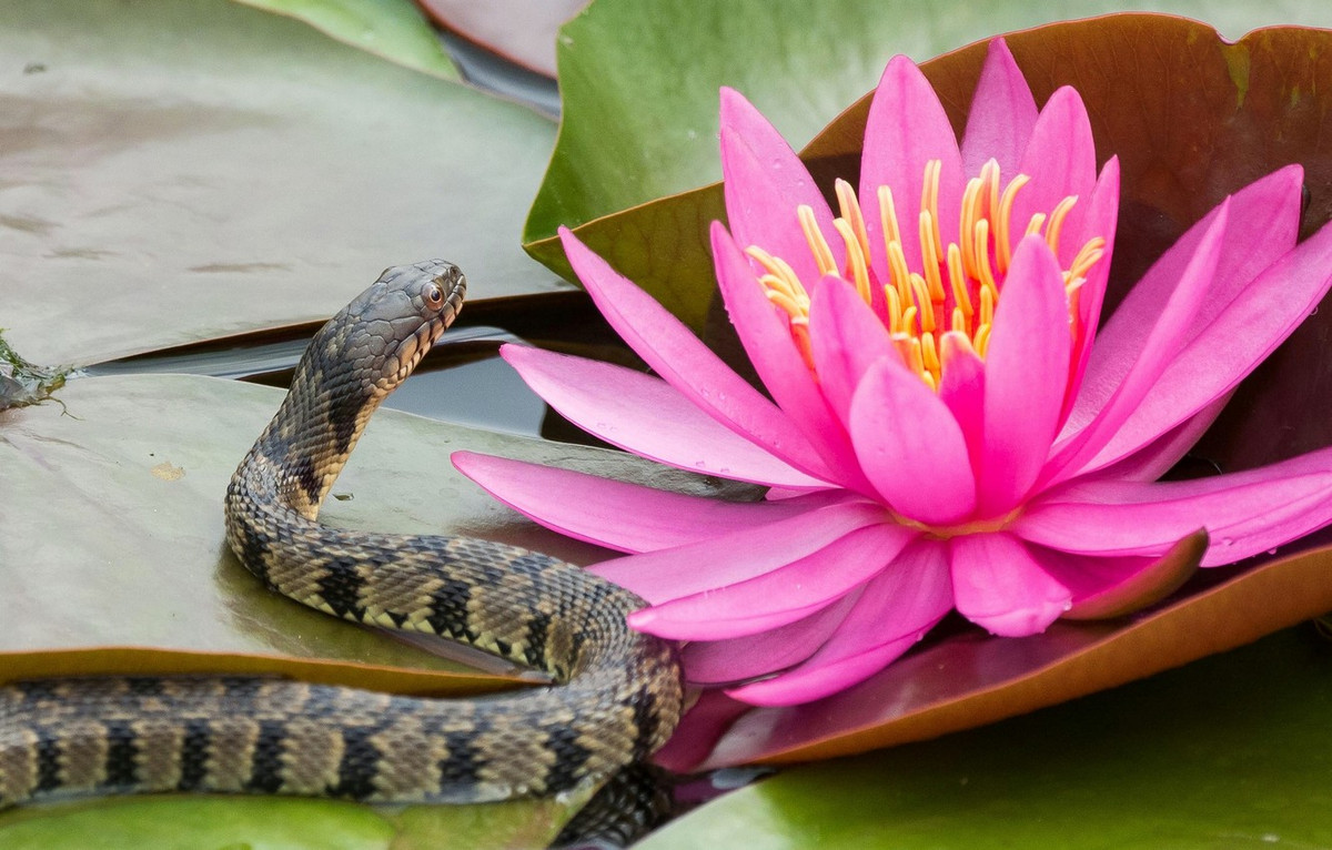  Tuổi Tỵ: Thăng tiến, giàu có, năng lực hơn người khiến con giáp này rất dễ bị công kích, phá đám. Đừng quá tham lam, chân đạp hai thuyền trong chuyện tình cảm, tử vi 12 con giáp cho rằng, kinh tế tuyệt vời như hiện tại là quá đủ. 