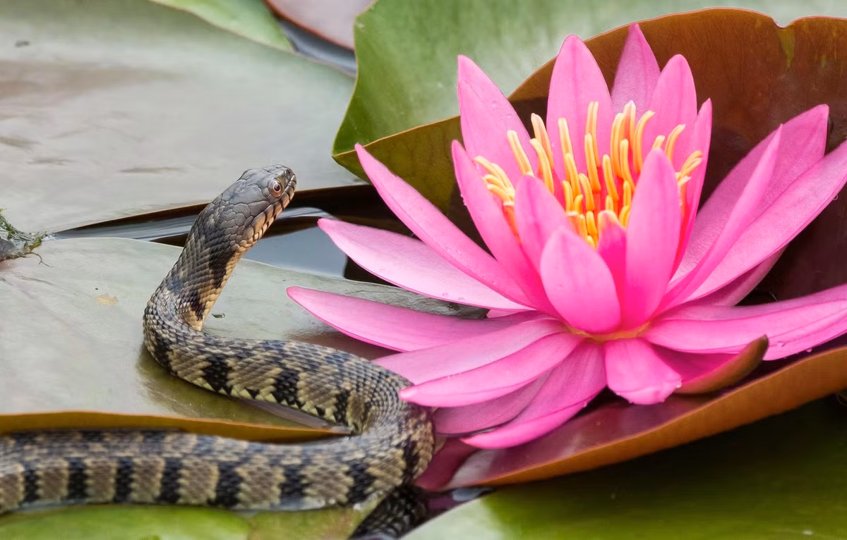  Tuổi Tỵ: Thăng tiến, giàu có, năng lực hơn người khiến con giáp này rất dễ bị công kích, phá đám. Đừng quá tham lam, chân đạp hai thuyền trong chuyện tình cảm, tử vi 12 con giáp cho rằng, kinh tế tuyệt vời như hiện tại là quá đủ. 