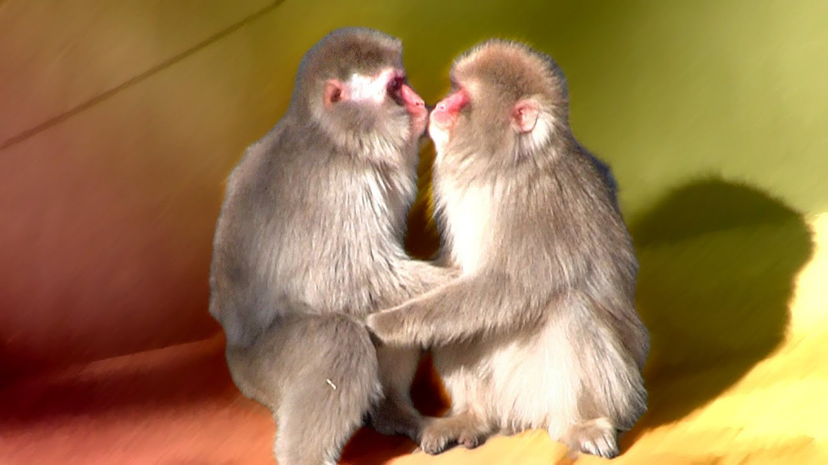  Tuổi Thân: Cố gắng giữ gìn sức khỏe, cân đối công việc để chiến đấu trường kỳ, có như vậy, họ mới kiếm đủ tiền… trả nợ. Bao dung, tôn trọng đối phương, sẻ chia và lắng nghe sẽ giúp bạn và nửa kia hàn gắn quan hệ. 