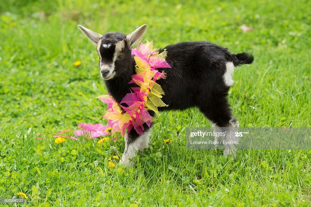  Tuổi Mùi: Thay đổi chỗ làm, nghỉ việc hoặc bị điều chuyển sang cơ sở, địa bàn khác thực ra rất tốt cho bạn. Tử vi 12 con giáp cho rằng, sau cơn mưa trời lại sáng, tiền bạc càng về cuối ngày càng bùng nổ, đừng quá lo lắng. 