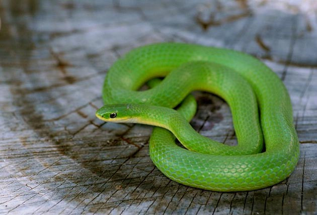 Tuổi Tỵ năng lực tự chủ rất mạnh, có một ngày làm việc đáng khen ngợi. Tài lộc cũng tăng tiến, con giáp biết giành lấy cơ hội, sẽ nhận được phần thưởng xứng đáng.