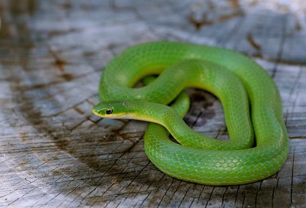 Tuổi Tỵ năng lực tự chủ rất mạnh, có một ngày làm việc đáng khen ngợi. Tài lộc cũng tăng tiến, con giáp biết giành lấy cơ hội, sẽ nhận được phần thưởng xứng đáng.