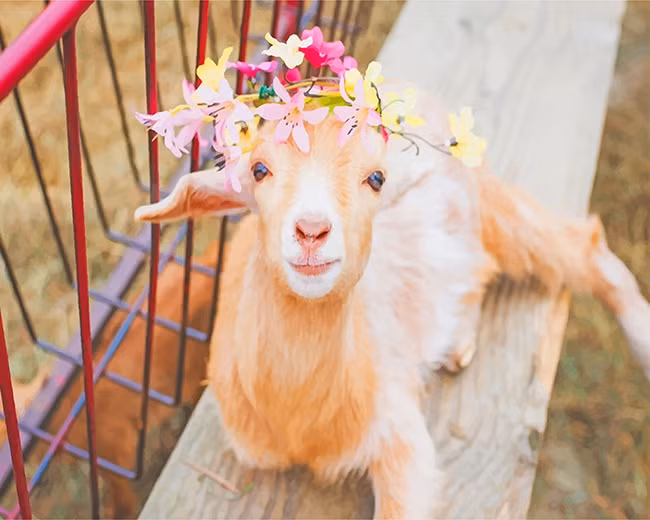 Vì vậy, bất kể khi nhìn thấy người khác gặp khó khăn, con giáp sẽ chủ động mở rộng vòng tay, làm hết sức mình để giúp đỡ, dành tình yêu thương cho người khác. Tuổi Mùi sẽ rất nổi tiếng, ở đâu cũng yêu mến và ca ngợi con giáp.