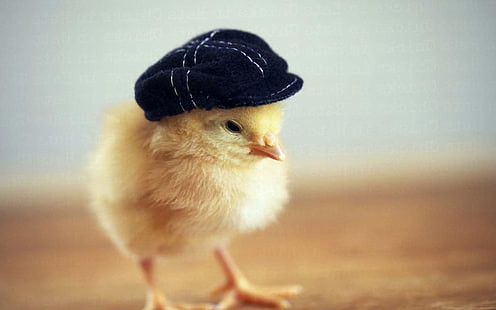 Tuổi Dậu: Những con gà vốn khôn ngoan, mưu trí, làm việc gì cũng hiệu quả, rất được lòng người, dù gặp khó khăn, thất bại gì cũng nhanh chóng vượt qua.