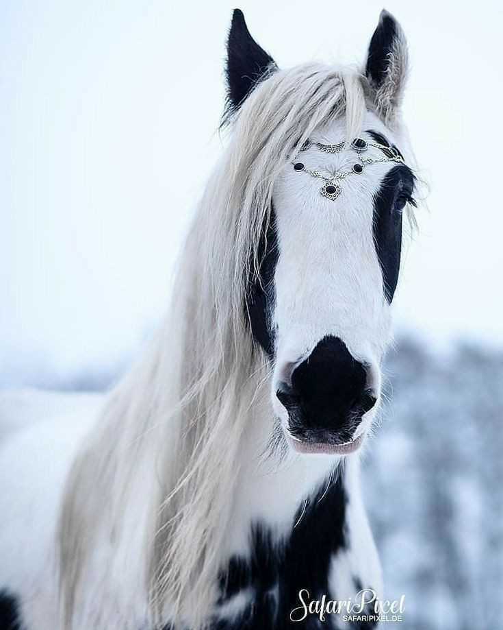 Tuổi Mùi với trí thông minh và sự linh hoạt sẽ nghĩ ra những phương thức làm ăn mới đầy sáng tạo, phù hợp với khó khăn của thời đại. Cũng có thể một ai đó mang cơ hội đến và chỉ con giáp mới có đủ năng lực để làm mọi việc. (*Thông tin chỉ mang tính chất chiêm nghiệm, trắc nghiệm vui).