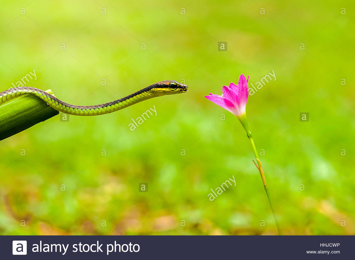  Tuổi Tỵ: Trong công việc sự nghiệp gần đây, bạn liên tục bị ngáng trở vì tiểu nhân giăng bẫy, hãy cố gắng kêu gọi sự giúp đỡ của cộng sự, cấp trên khi cần. Trong trường hợp xảy ra sự cố, con giáp này cũng nên tham khảo ý kiến của người yêu. 