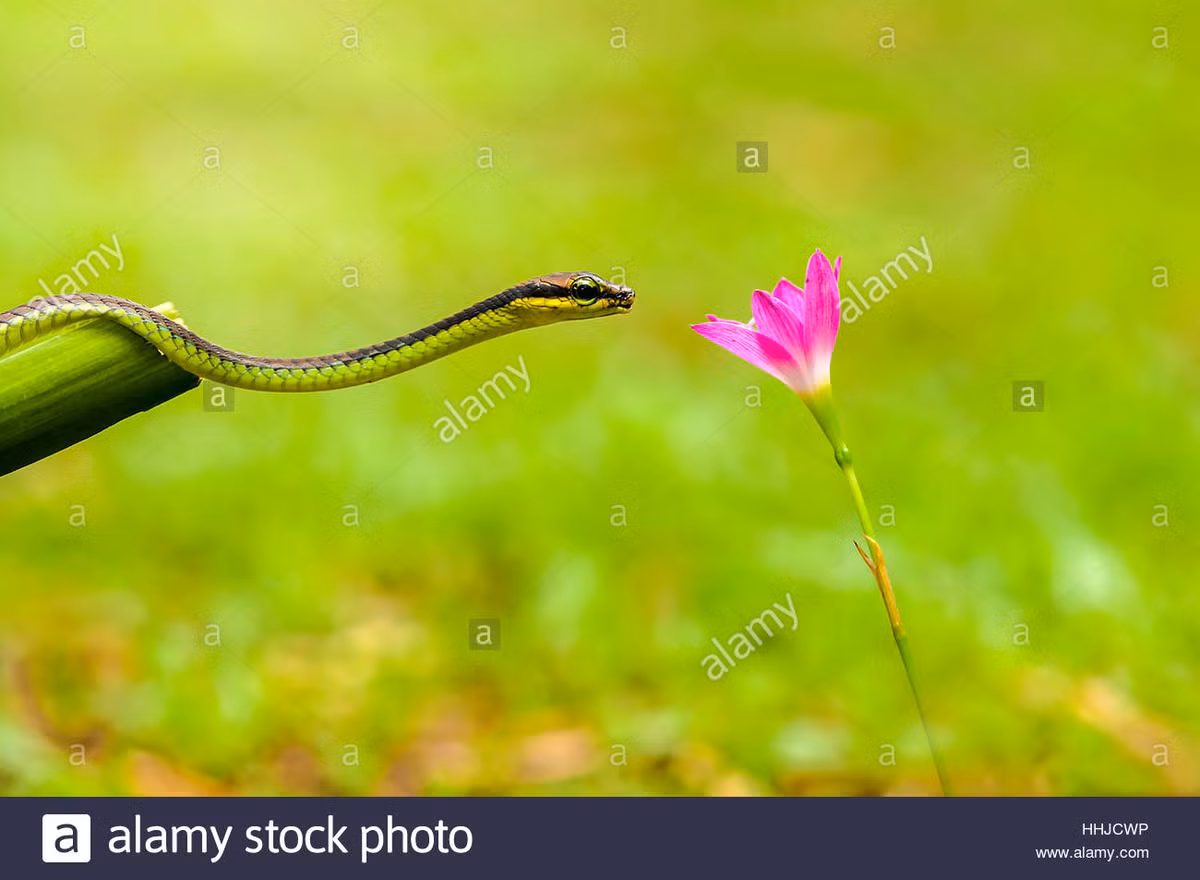  Tuổi Tỵ: Trong công việc sự nghiệp gần đây, bạn liên tục bị ngáng trở vì tiểu nhân giăng bẫy, hãy cố gắng kêu gọi sự giúp đỡ của cộng sự, cấp trên khi cần. Trong trường hợp xảy ra sự cố, con giáp này cũng nên tham khảo ý kiến của người yêu. 