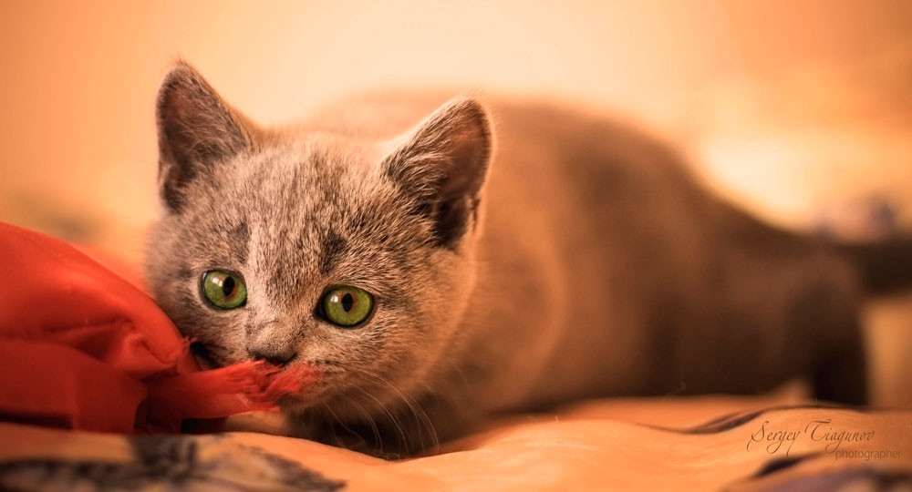  Tuổi Mão: Dự đoán ngày mới cho 12 con giáp cảnh báo, các kẻ thù “tiền kiếp” thật sự đang đe dọa tuổi Mão phát triển sự nghiệp. Tỉnh táo và khôn khéo không chưa đủ, hãy chịu khó tích lũy. Do quá căng thẳng, bạn dễ mâu thuẫn vì những việc vụn vặt, với nửa kia.