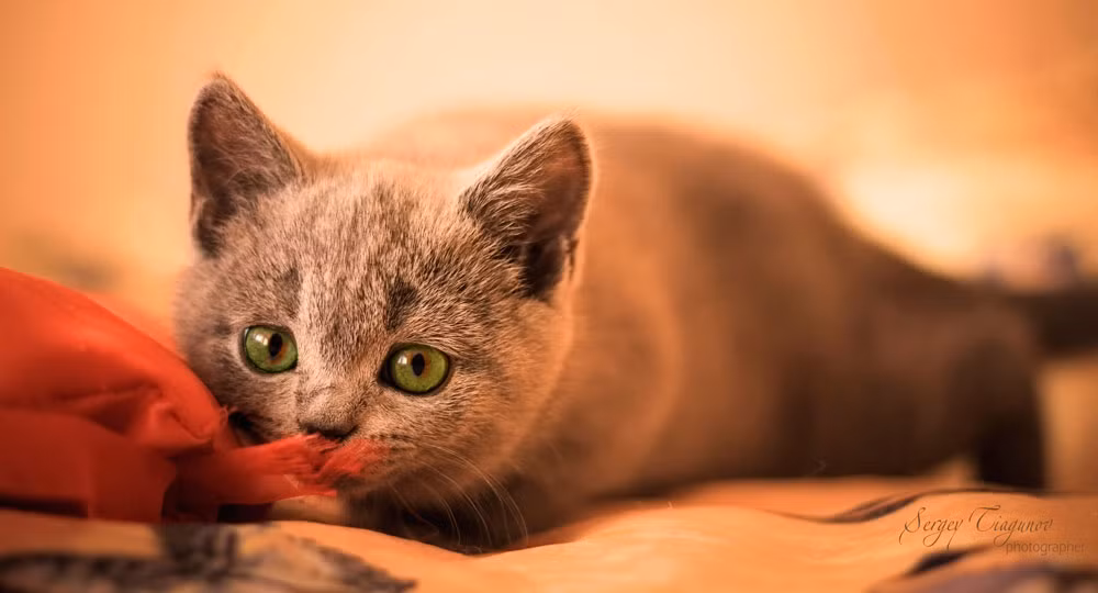  Tuổi Mão: Dự đoán ngày mới cho 12 con giáp cảnh báo, các kẻ thù “tiền kiếp” thật sự đang đe dọa tuổi Mão phát triển sự nghiệp. Tỉnh táo và khôn khéo không chưa đủ, hãy chịu khó tích lũy. Do quá căng thẳng, bạn dễ mâu thuẫn vì những việc vụn vặt, với nửa kia.