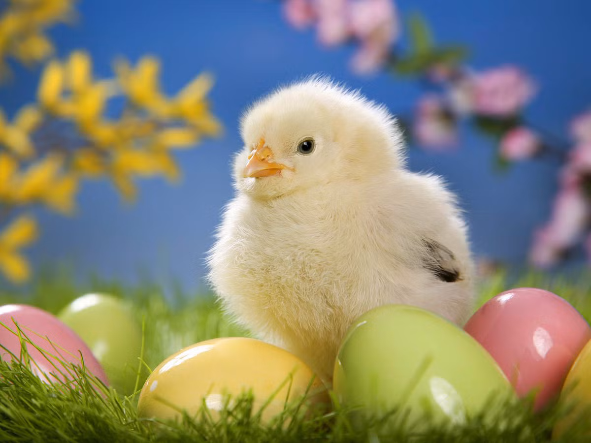  Tuổi Dậu: Dự đoán ngày mới cho 12 con giáp thấy rằng, bạn sẽ đón nhận nhiều cơ hội tốt trong công việc. Càng đi xa, bạn sẽ càng khá giả nên cố gắng thương lượng với gia đình và nửa kia. Hai bạn luôn tâm đầu ý hợp và có thể hiểu nhau đến từng ánh mắt.