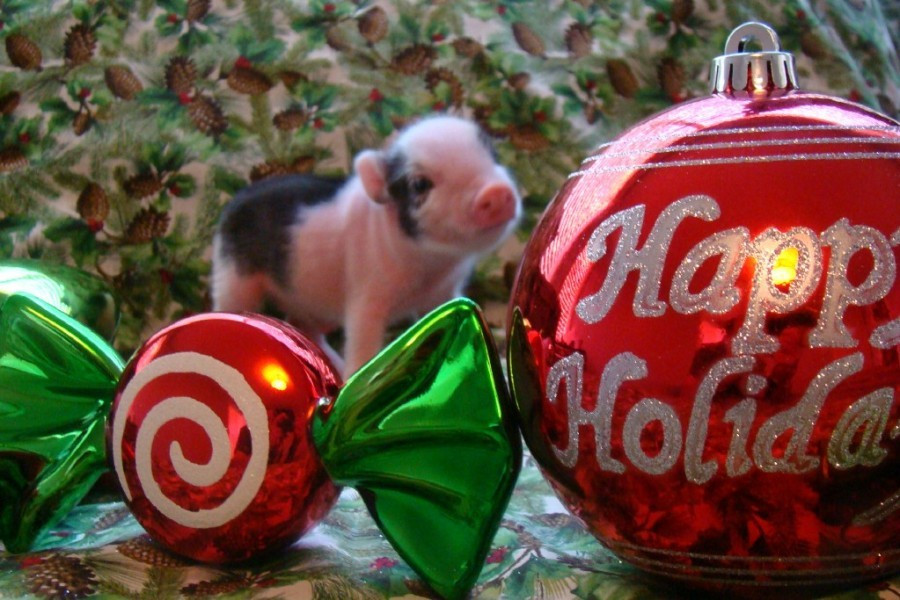  Tuổi Hợi: Dự đoán ngày mới cho 12 con giáp bất ngờ khi thấy bạn tiến về đích với sự tự tin và xoay chuyển tình thế vô cùng ngoạn mục. Kinh tế đi lên, nên đối diện với bước ngoặt trong tình cảm, hãy tỉnh táo đón nhận và đưa ra quyết định phù hợp. *Thông tin chỉ mang tính tham khảo, chiêm nghiệm