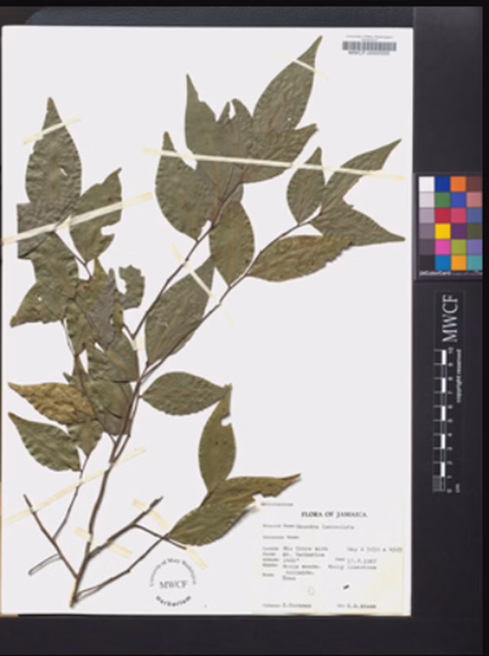 Hơn nữa, tại tàn tích sân bóng cổ, các chuyên gia còn tìm thấy vết tích của loài thực vật tên là Hampea trilobata, vốn được sử dụng trong sản xuất đồ tạo tác nghi lễ, và thực vật Oxandra lanceolata, vốn được coi trọng vì đặc tính chữa bệnh của nó. Ảnh: @Peter H. Raven Library.