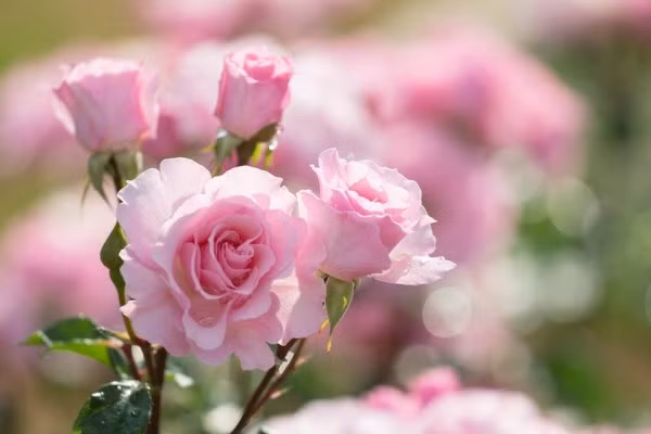 Tuổi Thân: Người tuổi Thân bắt đầu từ giữa tháng 7 có thêm rất nhiều lợi nhuận từ việc đầu tư trước đây. Đồng thời trong thời gian từ cuối tháng 7, con giáp này còn có cơ hội tăng lương thăng chức lên cấp quản lý cao trong công ty. Ảnh:chanlyhay.com. (Bài viết chỉ mang tính tham khảo, cung cấp nội dung trắc nghiệm vui cho bạn đọc). 