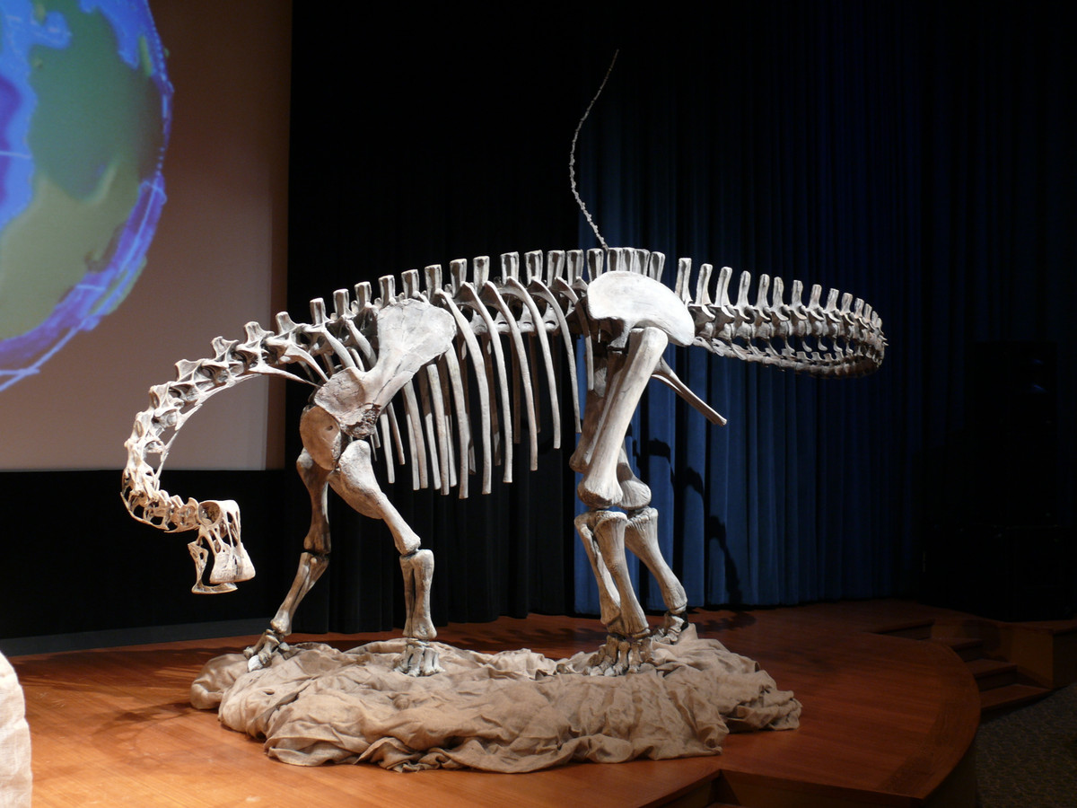 Sử dụng bằng chứng từ các lần quét CT và mô hình 3D/máy tính, các nhà nghiên cứu đã xác định rằng, con vật thường xuyên cuối đầu hướng xuống 67° và gần mặt đất do thích nghi với việc kiếm ăn trên mặt đất, mặc dù điều này vẫn đang được tranh luận sôi nổi. Số khác cho rằng, loài vật này giữ đầu theo chiều ngang. Ảnh: @Paul Sereno/University of Chicago.