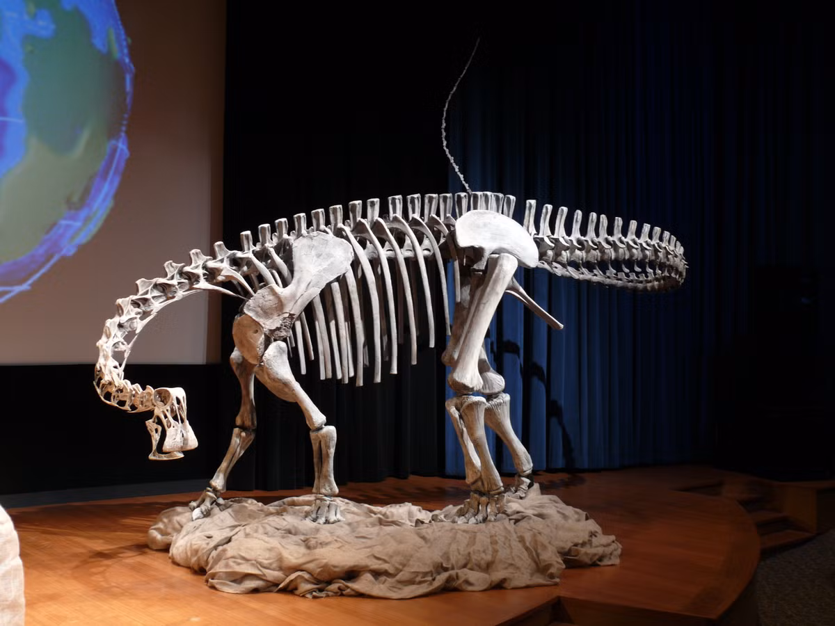 Sử dụng bằng chứng từ các lần quét CT và mô hình 3D/máy tính, các nhà nghiên cứu đã xác định rằng, con vật thường xuyên cuối đầu hướng xuống 67° và gần mặt đất do thích nghi với việc kiếm ăn trên mặt đất, mặc dù điều này vẫn đang được tranh luận sôi nổi. Số khác cho rằng, loài vật này giữ đầu theo chiều ngang. Ảnh: @Paul Sereno/University of Chicago.