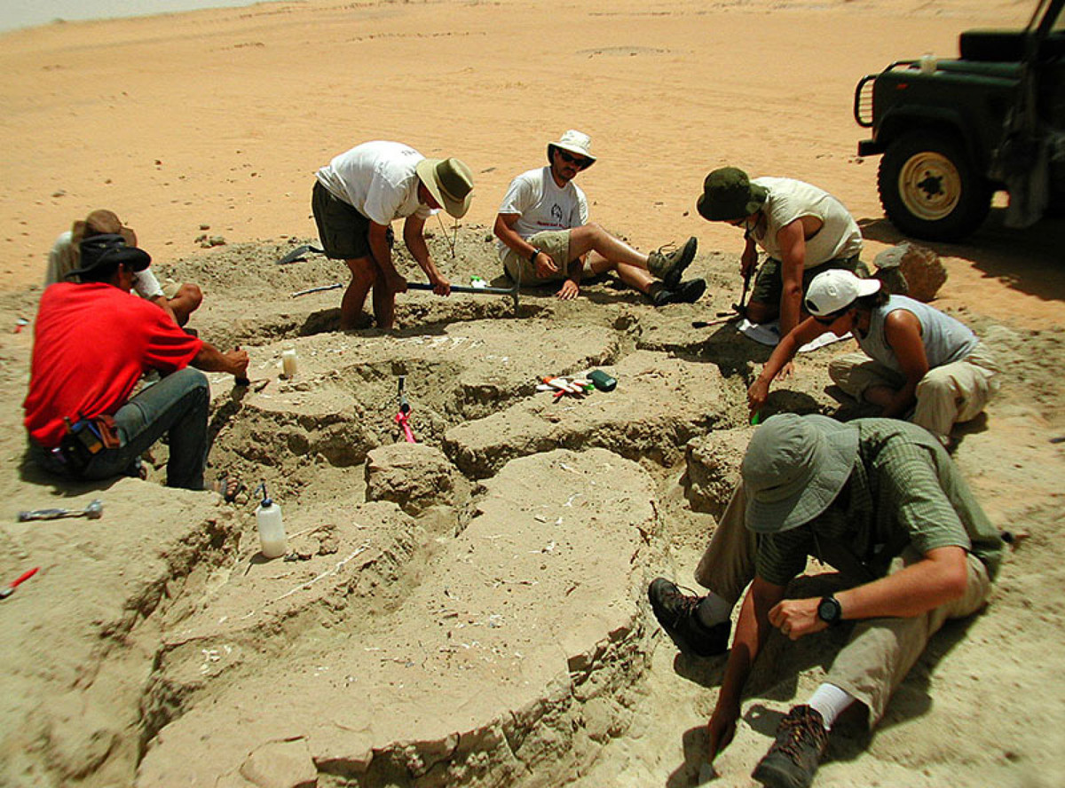 Chỉ có một phần hộp sọ và nhiều xương sau hộp sọ của Nigersaurus được tìm thấy. Tuy nhiên, đây là một trong những loài khủng long đầu tiên được nghiên cứu bằng cách sử dụng máy chụp cắt lớp vi tính (CT). Ảnh: @Paul Sereno/University of Chicago.