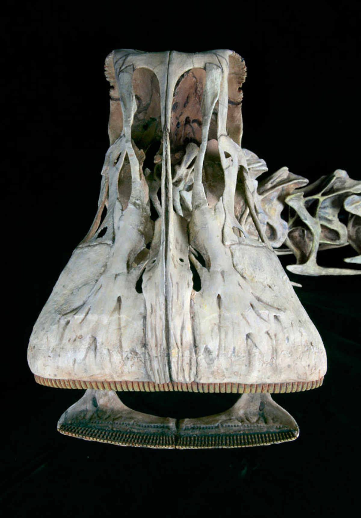 Nhưng đó không phải là tất cả, bên trong mõm rộng, thẳng có hình dạng cái xẻng kỳ lạ của nó, loài khủng long này được trang bị không dưới 500 chiếc răng (kể cả răng đang hoạt động và răng thay thế mới mọc). Ảnh: @Paul Sereno/University of Chicago.