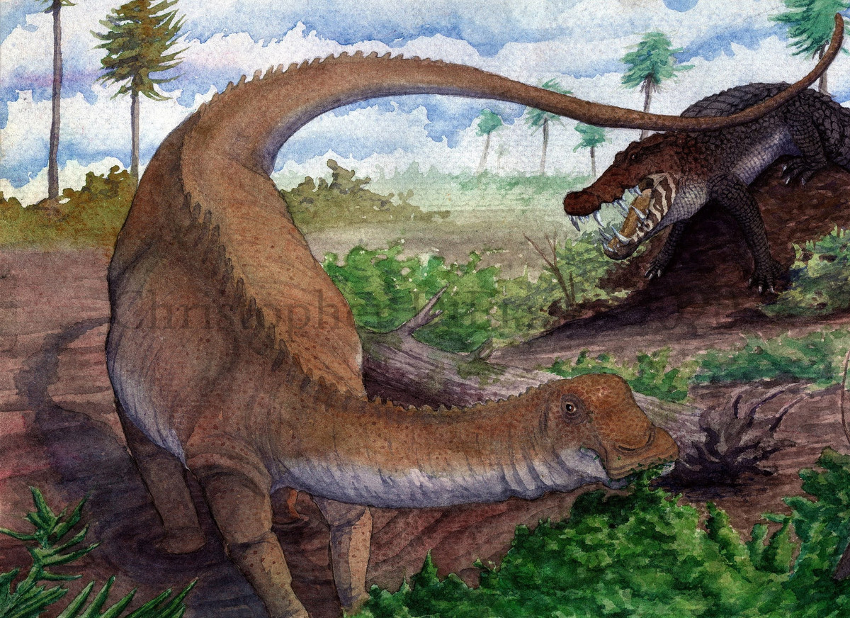 Trong thời đại của Nigersaurus, cảnh quan (nay là một phần của sa mạc Sahara) được cho là được bao phủ bởi rừng và sông đan xen. Như chúng ta đã thấy, Nigersaurus có mõm rộng và nhiều răng hoàn hảo để ăn các loại cây thấp. Ảnh: @Prehistoric Beast of the Week.