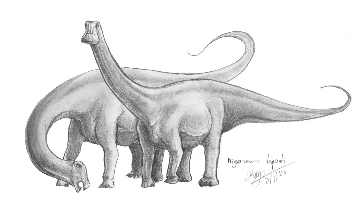 Nigersaurus dài khoảng 9,1 mét, và rộng 2,4 mét tính đến hông và được cho là chỉ nặng từ 1,9 đến 4 tấn. Con số này tương đương với một con voi ngày nay. Ảnh: @DeviantArt.