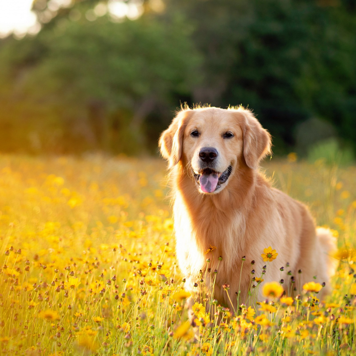 Trong 7 ngày liên tiếp, đặc biệt từ 2 ngày cuối tuần, con giáp có thể tiếp tục phát triển thuận lợi. Những ai đã khởi nghiệp trong thời kỳ này không có thăng trầm, tài lộc rất tốt, lợi nhuận đặc biệt đổ về vào 2 ngày cuối tuần do nhu cầu của khách hàng lên cao.