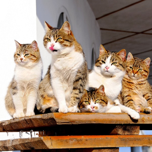  Tuổi Mão: Dự đoán ngày mới cho 12 con giáp nhắc khẽ, bạn nên dành thời gian hâm nóng tình cảm với nửa kia. Trong công viện, bạn sẽ phải đối diện với nhiều áp lực nhưng may mắn tài chính thăng hoa nên khá đủng đỉnh. 