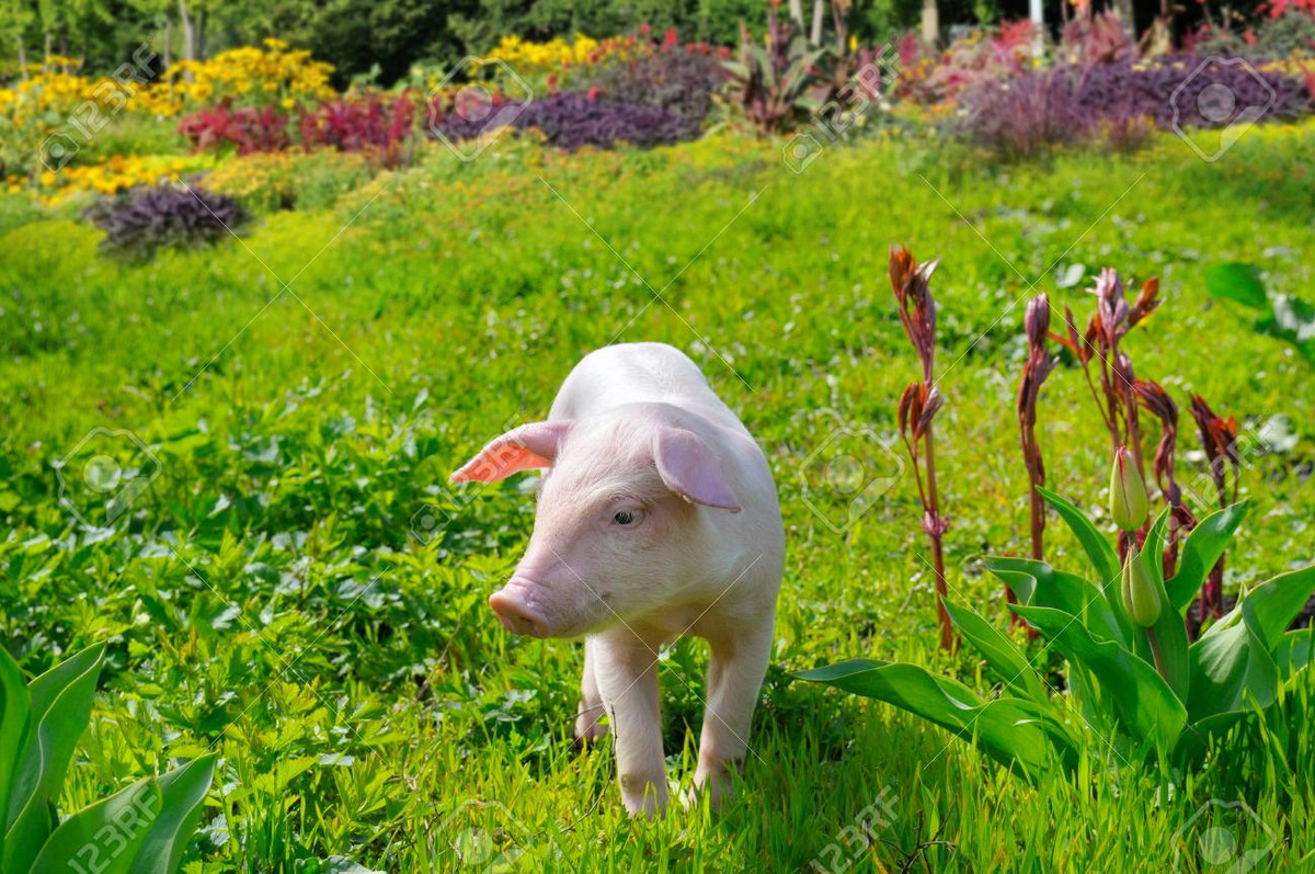  Tuổi Hợi: Dự đoán ngày mới cho 12 con giáp nhận thấy nhờ tích cực, chủ động trong công việc nên bạn đã gỡ rối được khó khăn tài chính và thăng hoa mạnh mẽ. Chỉ cần vận động nhiều hơn là họ sẽ duy trì cân nặng lí tưởng khá ổn định và thoải mái yêu đương. *Thông tin chỉ mang tính tham khảo, chiêm nghiệm