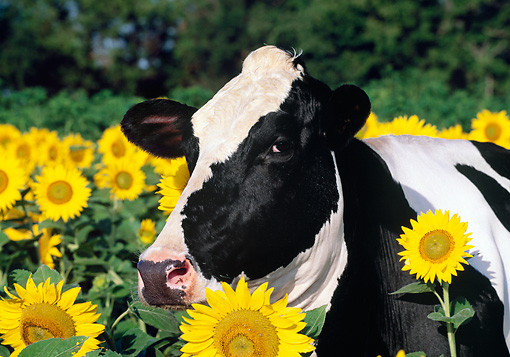 Du doan ngay moi 17/7/2020 cho 12 con giap-Hinh-2