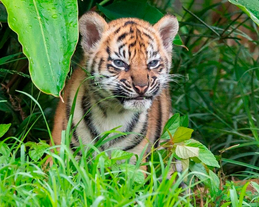  Tuổi Dần: Bạn sẽ chuẩn bị đón nhận song hỷ lâm môn: thăng chức, tăng lương, kết duyên thiện lành. Tài vận ổn định, nên tranh thủ học hỏi từ cộng sự, người đi trước. 