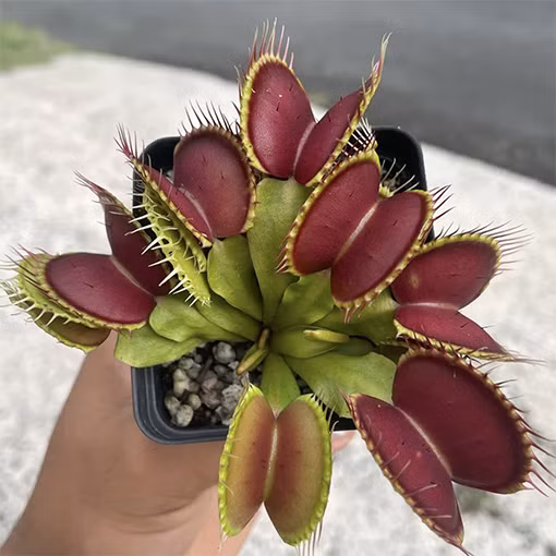 Còn với thực vật ăn thịt, việc bắt và tiêu hóa con mồi chỉ phục vụ một mục đích duy nhất đó là tự bón phân. Thực tế, cây cần ba chất dinh dưỡng chính: nitơ, phốt pho và kali, thường được viết tắt là NPK, nó hay có trong các loại phân bón bán trên thị trường. Ảnh: @The Jungle Collective.