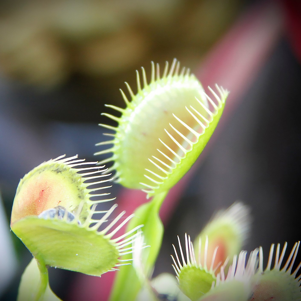 Cây bắt ruồi Venus thì có nguồn gốc từ các đầm lầy ở Bắc và Nam Carolina. Chúng còn mọc hoang dã khắp ở Đông Nam Á. Nhiều loài còn thích nghi tốt với điều kiện mọc hoang dã như thực vật biểu sinh. Ảnh: @Swansons Nursery.