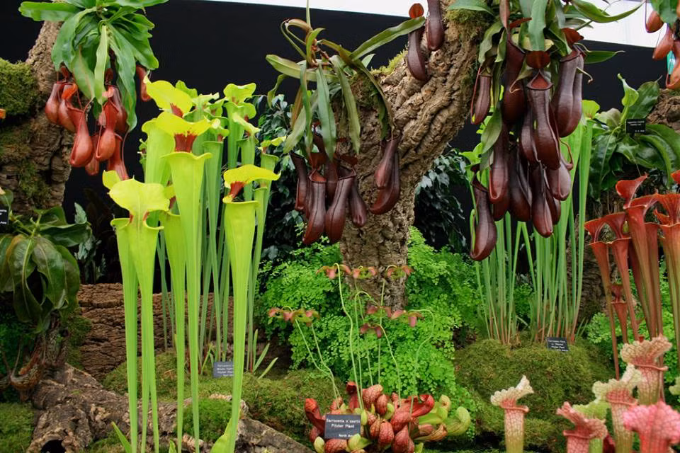 BBC News đưa tin, loài nắp ấm Nepenthes nhiệt đới có thể bẫy được các loài chim hót trong vườn. Còn cây nắp ấm lớn nhất thế giới, Nepenthes attenboroughii đủ lớn để bắt được luôn cả chuột. Ảnh: @Epic Gardening. 