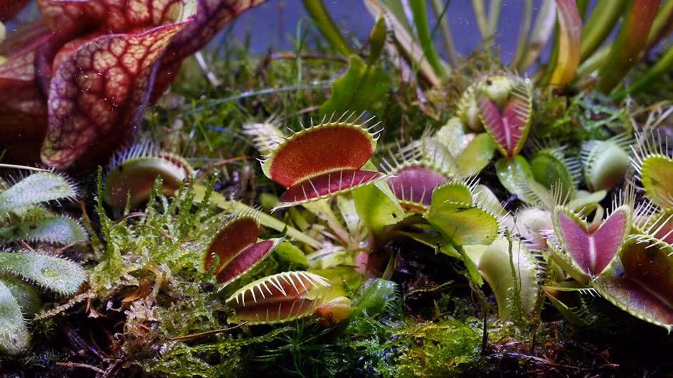 Trong khi động vật cần thức ăn để lấy năng lượng, thì thực vật ăn thịt trước hết vẫn bản chất là thực vật, nên chúng phải lấy tất cả năng lượng chúng cần từ quá trình quang hợp. Ảnh: @vdvelde.